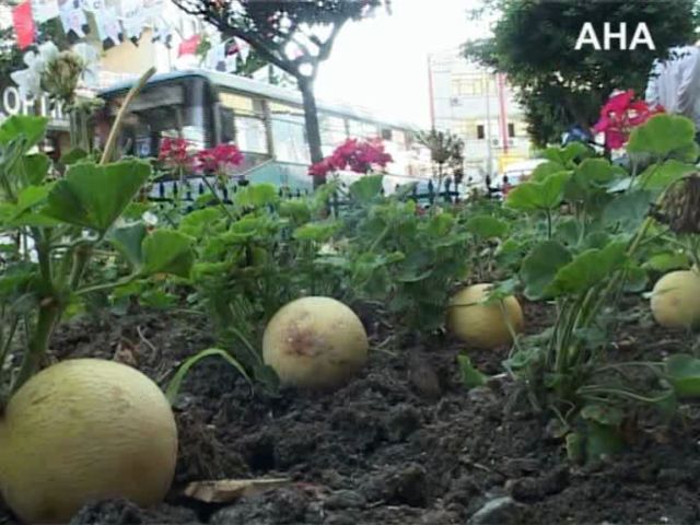 Güngören'in Göbeğinde Kavun Yetişirmi ?