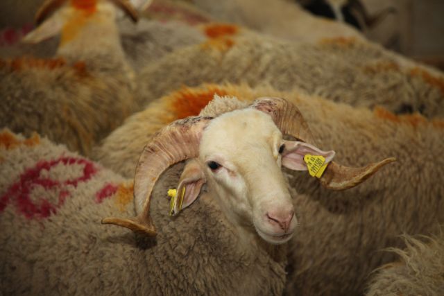 Kurban Kesimi Naklen Yayınlanacak