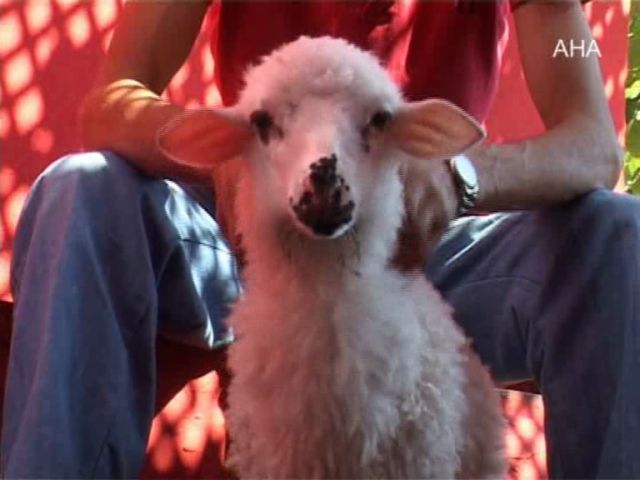 Timsah'dan Sonra Kuzu