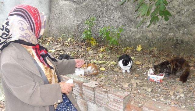Emekli Maaşını Sokak Kedilerine Harcıyor