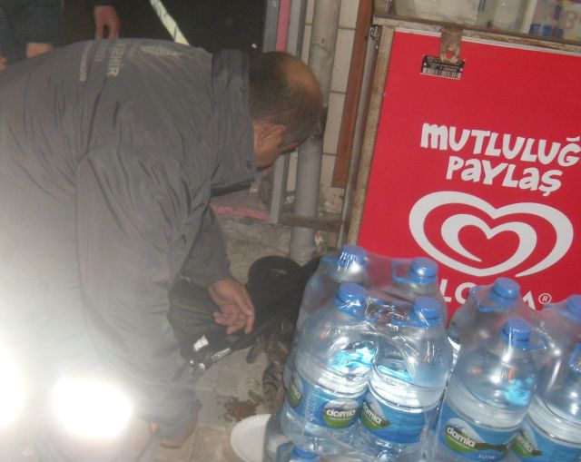 Yaralı Kediye önce Vatandaş Sonra Belediye Sahip çıktı