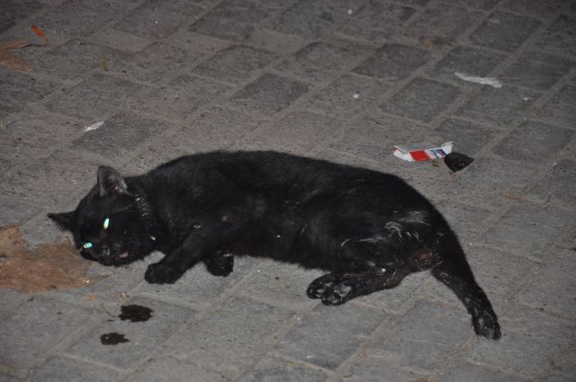 Aman Dikkat Kuduz Tehlikesi